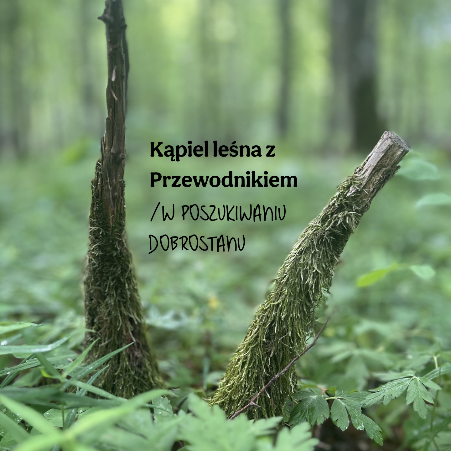 Kąpiel leśna z przewodnikiem / 17.06.2026 / godz. 17:30